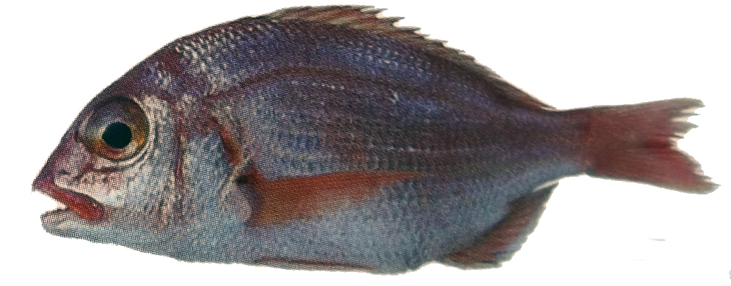 Dentex maroccanus_02.jpg